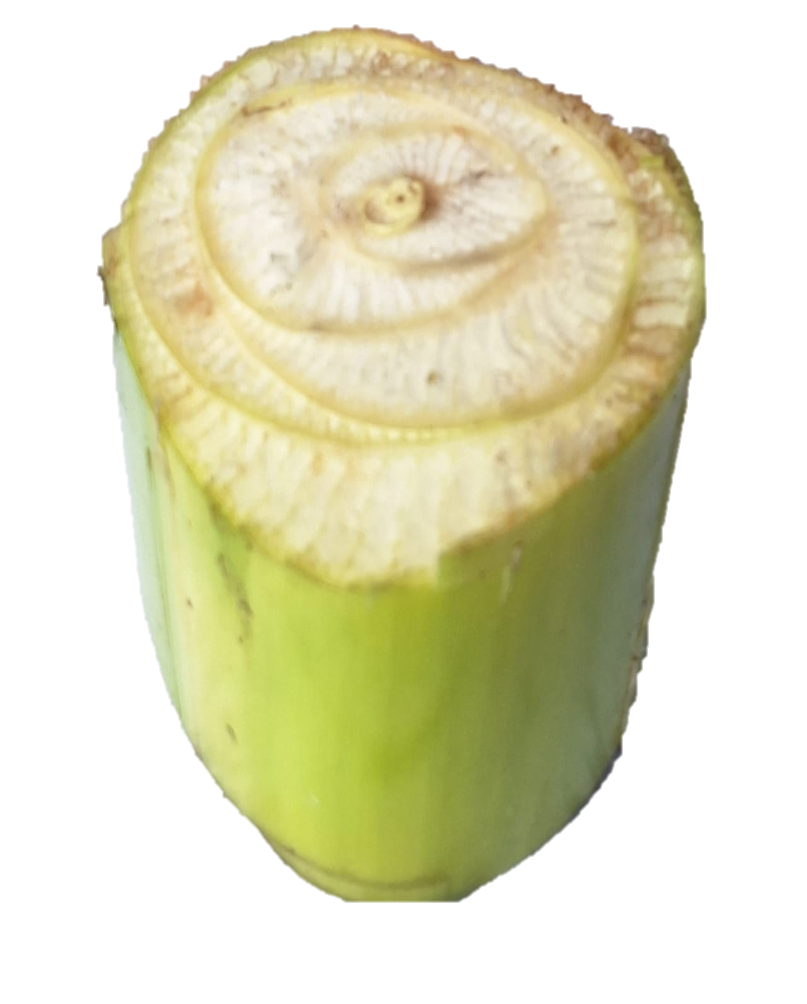 zo-th-1